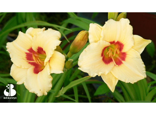 Hemerocallis   'Pandora's Box'